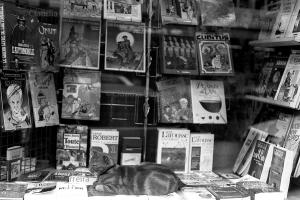 A Cat In The Bookstore Window